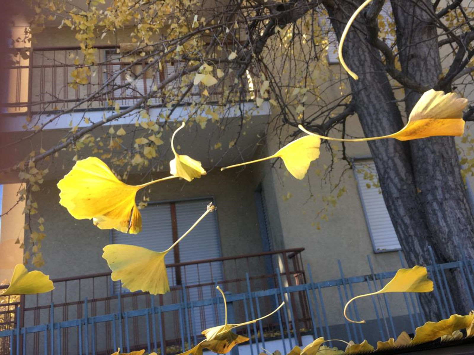 Canalizzazione del 20/11/21